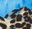 Animal - Blue/Black