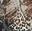 Snake - Grey