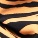 Zebra - Brown